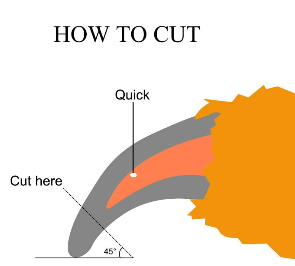 Pet Grooming Razor with Nail File - DMC Wholesale